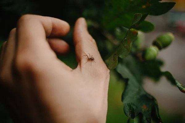Na paži muže, který překonal arachnofobii, sedí malý pavouk.. — Stock fotografie