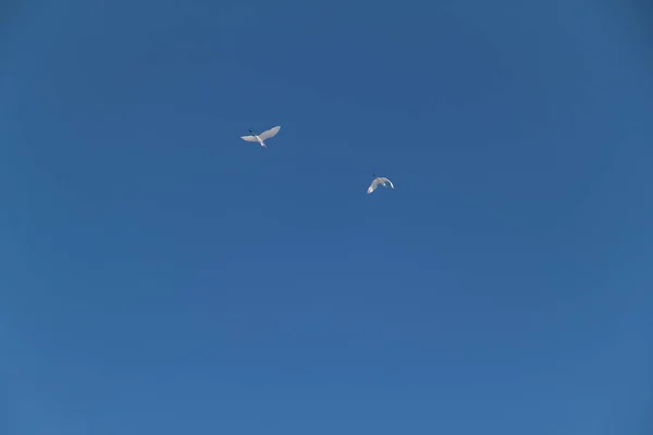 Duas garças brancas estão voando contra o céu azul — Fotografia de Stock