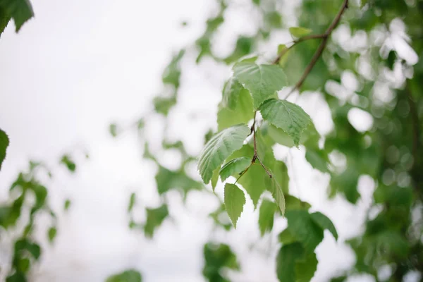 Νεαρά ζουμερά πράσινα φύλλα στα κλαδιά μιας σημύδας στην ύπαιθρο την άνοιξη close-up macro — Φωτογραφία Αρχείου