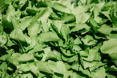 Yeşil çalı Hosta yaprağı. Doğa arka plan görüntüsü. Güzel. Peyzaj için bir süs bitkisi