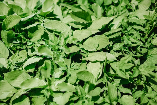 Yeşil çalı Hosta yaprağı. Doğa arka plan görüntüsü. Güzel. Peyzaj için bir süs bitkisi