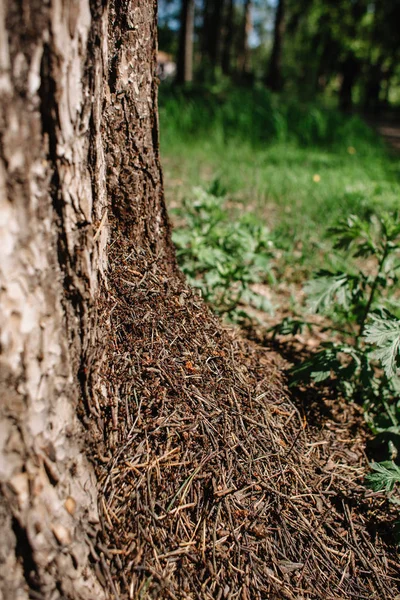 Mraveniště u paty stromu v lese. Hnědé mravence na kufru — Stock fotografie