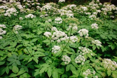 A view of a white-flowered meadow of Aegopodium podagraria L. from the apiales family, commonly referred to as earthen elder, grassland, bishop, weed, cowberry and gout. clipart