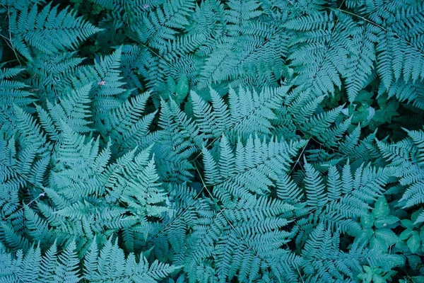Velký zelený keř v lese. Pozadí listů rostlin — Stock fotografie