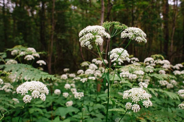 Sebuah pemandangan padang rumput berbunga putih dari Aegopodium podagraria L. dari keluarga apiales, umumnya disebut sebagai tetua tanah, padang rumput, uskup, gulma, cowberry dan gout . — Stok Foto