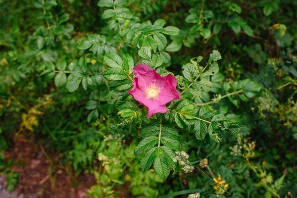 Yeşil bir çalı üzerinde pembe yaprakları ile kuşburnu çiçek açıkça çiçeklenme ve yaprakların doku gösterir — Stok fotoğraf