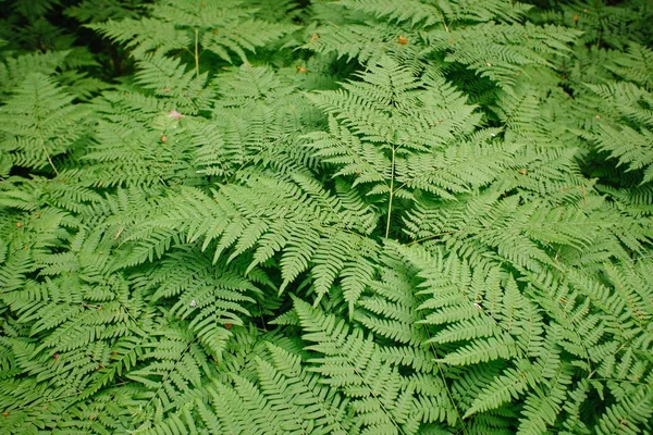 Grande samambaia verde na floresta. Contexto das folhas das plantas — Fotografia de Stock