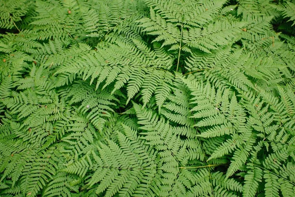 Velký zelený keř v lese. Pozadí listů rostlin — Stock fotografie