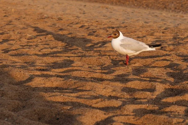 Seagull aan de kust, strandvakantie, goudkleurig zand bij zonsondergang — Stockfoto