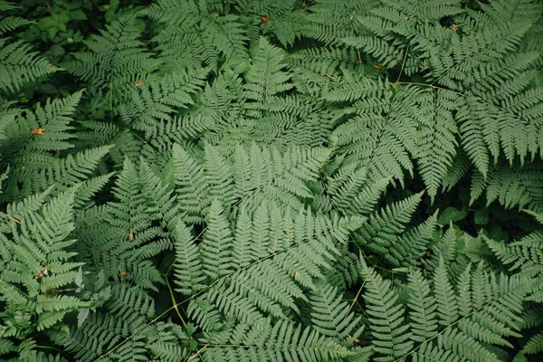 Grande felce cespuglio verde nella foresta. Sfondo dalle foglie delle piante — Foto Stock