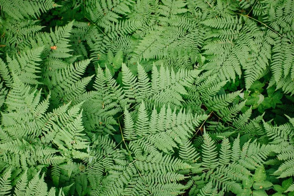 Grande samambaia verde na floresta. Contexto das folhas das plantas — Fotografia de Stock