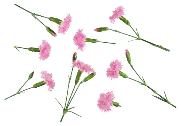 Field Carnations Isolated White Background — Stock Photo, Image