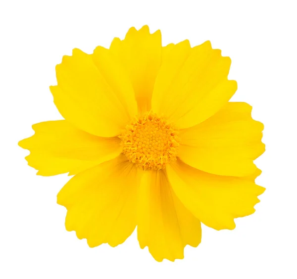 Beyaz Arkaplanda Izole Edilmiş Sarı Çiçek — Stok fotoğraf