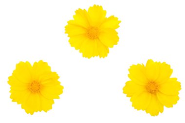 Sarı kır çiçekleri beyaz arkaplan görünümünde izole