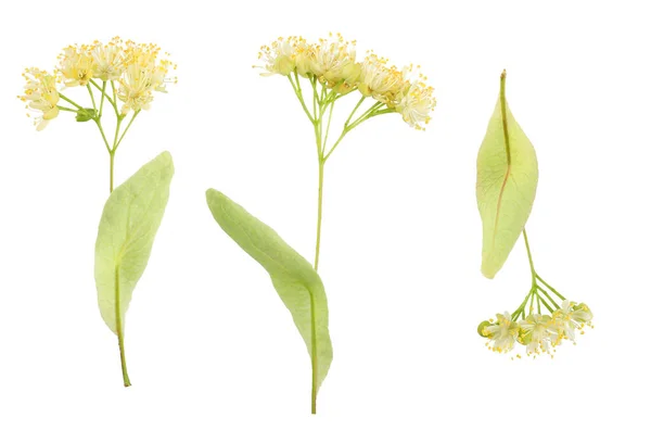 Kwiaty Lipy Izolowane Białym Tle — Zdjęcie stockowe