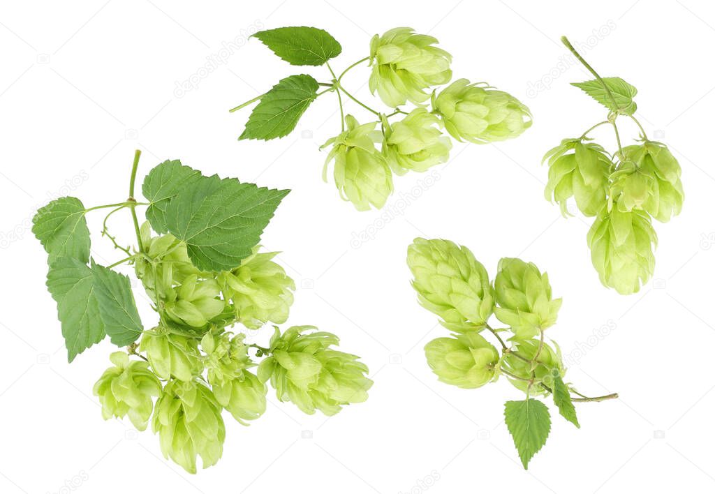 hops isolated on white background top view