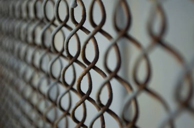 Paslı rabitz gri çelik bir duvarın arkasında. Yan görünüm.