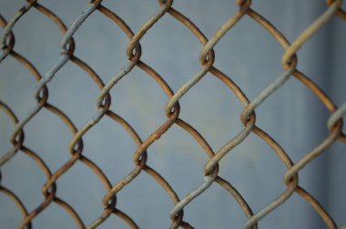 Paslı rabitz gri çelik bir duvarın arkasında. Ön görünüm.