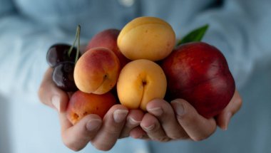 Olgun kayısılar, kirazlar ve bir kadının ellerinde yaprakları olan büyük bir şeftali..