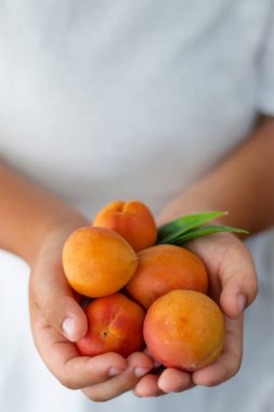 Beyaz elbiseli bir çocuğun ellerinde olgun kayısılar var..