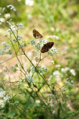 Yeşil arka planda küçük beyaz çiçekleri olan bir bitkide iki kelebek, güneşli yaz günü.