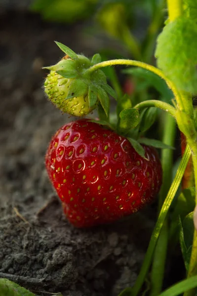 Bahçenin arka planında yeşil ve büyük olgun çilekler olan bir dal..