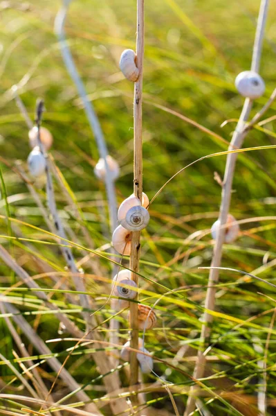 Σαλιγκάρια Κάθονται Ένα Ξηρό Φυτό Φόντο Πράσινο Γρασίδι Μια Καλοκαιρινή — Φωτογραφία Αρχείου