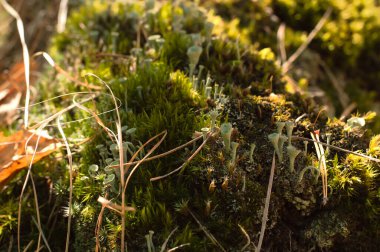 Güneşli bir yaz gününde ormanda yosun ve zambak..