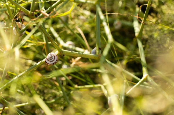 Caracol Sentado Una Planta Sobre Fondo Hierba Verde Día Soleado —  Fotos de Stock