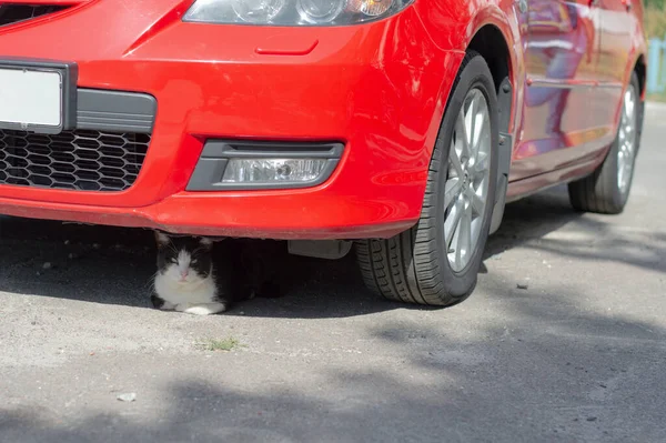 Chat Noir Blanc Sans Abri Repose Ombre Une Voiture Rouge — Photo