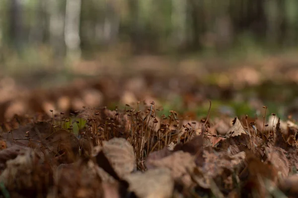 Őszi Erdő Mohával Lehullott Levelekkel Előtérben Finom Háttér Bokeh Hatással — Stock Fotó