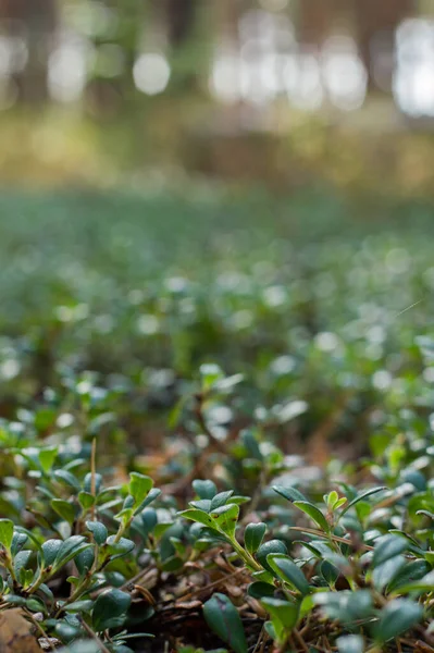 Primeiro Plano Plantas Lingonberry Dia Ensolarado Verão Contra Fundo Floresta — Fotografia de Stock