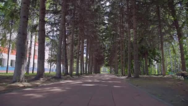 Movimento Câmera Através Jardim Com Flores — Vídeo de Stock