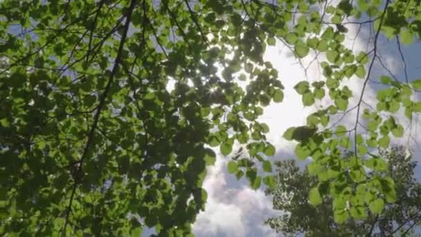 Çiçekli Bir Bahçede Kamera Hareketi — Stok video