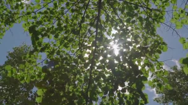 Movimiento Cámara Través Jardín Con Flores — Vídeos de Stock