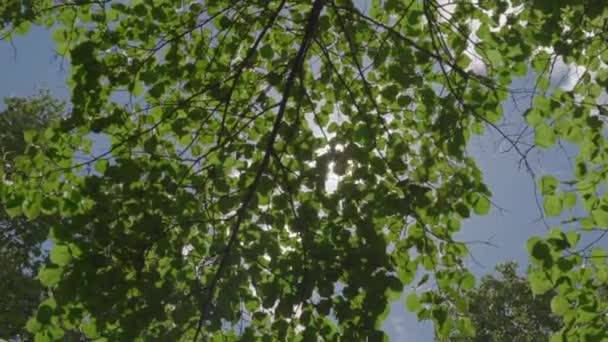 Camera Beweging Door Een Tuin Met Bloemen — Stockvideo