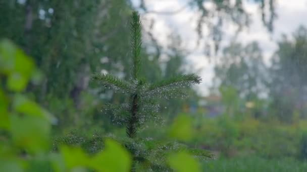 Eső Erdőben Növényzet Kamera Mozog — Stock videók