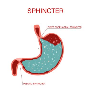 View of Pyloric Sphincter.Stomach with Oesophagus and Duodenum clipart
