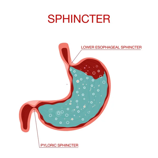 Pyloric Sphincter.Oesophagus ve Duodenum 'un görüntüsü