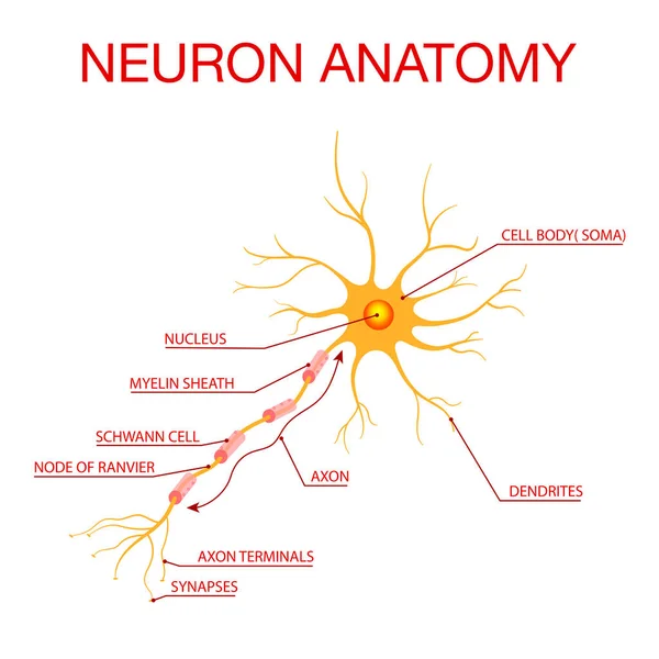 Diagram of Neuron Anatomy.Illustration of the structure of a neuron — Stock Vector