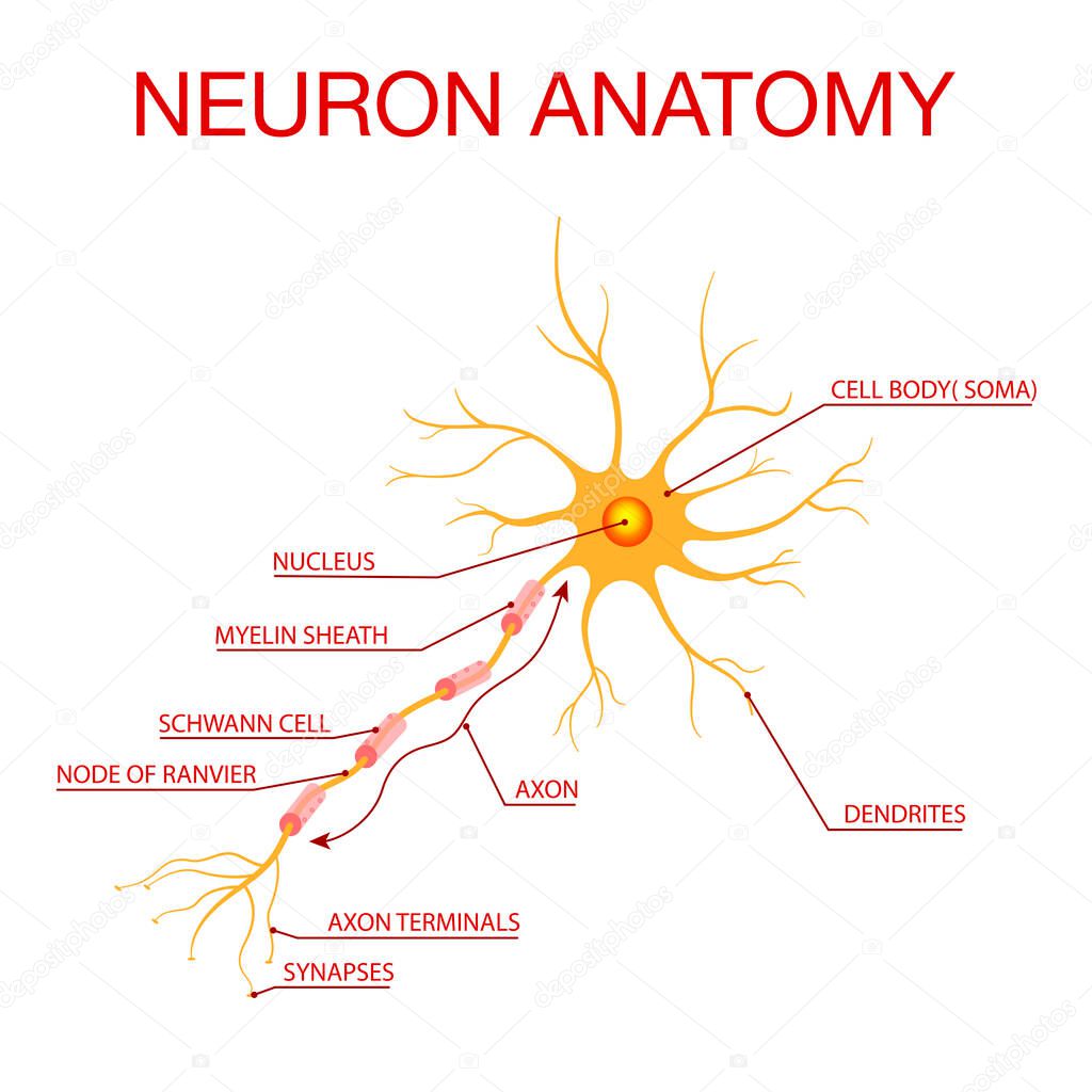 Diagram of Neuron Anatomy.Illustration of the structure of a neuron