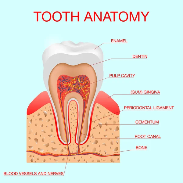 Anatomi Dental infographic. Strukturen inuti och tand diagram och diagram illustration vektor. blad eller broschyr grafisk design — Stock vektor