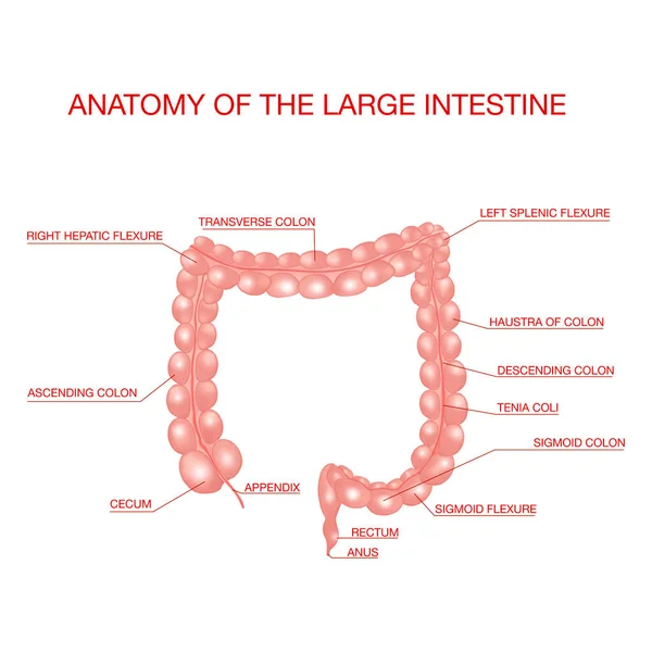 Anatomia jelita grubego. Koncepcja ilustracji medycznej — Wektor stockowy