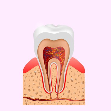 Diş bilgisi bilgisi. İçerideki yapı ve diş diyagramı ve grafik çizim vektörü
