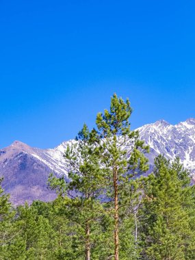 Kar beyazı dağ zirvelerinin arka planındaki uzun ağaçlar. Uzayı metin için kopyala. dikey.