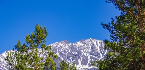 Árvores Altas Fundo Picos Montanha Branca Neve — Fotografia de Stock