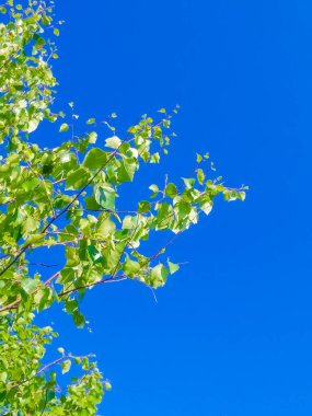 Mavi gökyüzü arkaplanlı yeşil yapraklar. Metin için alanı kopyala