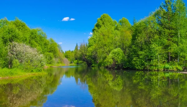 Foresta Paesaggio Estivo Con Riflessione Acqua — Foto Stock