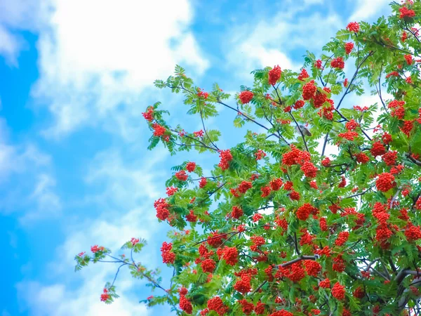 Ramas Rowan Con Bayas Rojas Sobre Fondo Cielo Azul —  Fotos de Stock