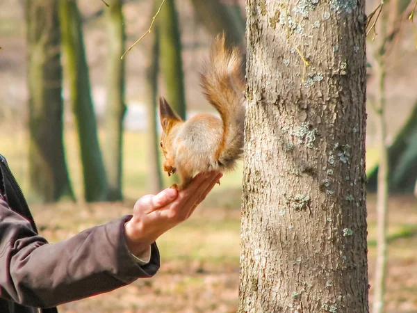 Feeding Squirrels Autumn Park Male Hand Giving Walnut Squirrel Close — Stock Photo, Image
